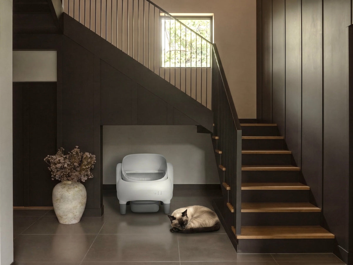 Suite™ by Boss & Coco - B&C
