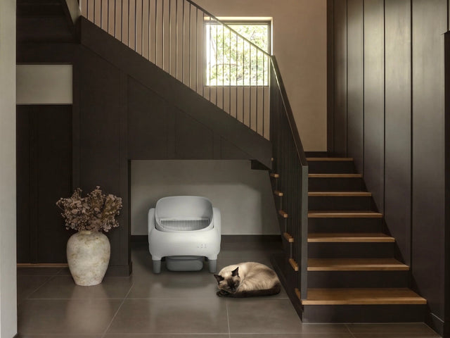Suite™ by Boss & Coco - B&C