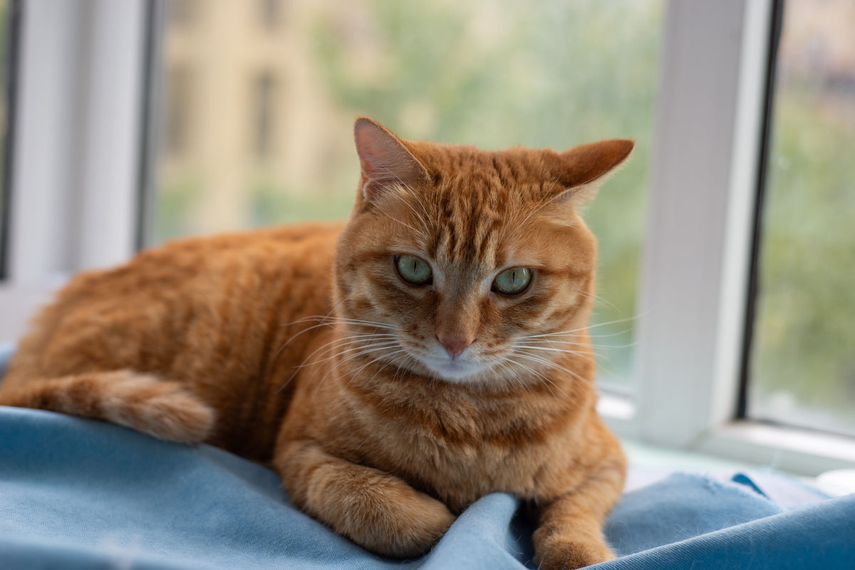 I Almost Lost My Cat Because of His Litter Box